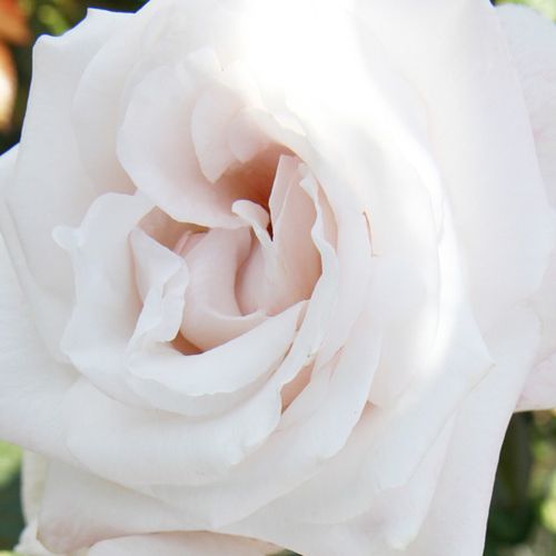 Trandafiri online - Alb - trandafir teahibrid - trandafir cu parfum intens - Rosa Alexander - L. Pernille Olesen, Mogens Nyegaard Olesen  - ,-